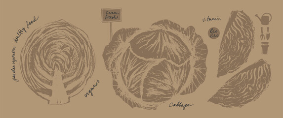 Hand drawn ink cabbage vegetable sketches set. Food drawings for labels and packaging.