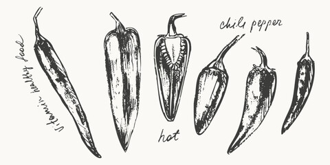 Hand drawn ink hot chili pepper vegetable sketches set. Food drawings for labels and packaging.