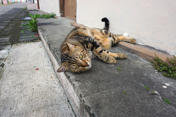 Side Profile of a Marbled Bengal Cat Walking Outdoors