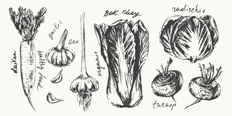 Hand drawn ink garlic, bok choi, turnip, daikon, radicchio vegetable sketches set. Food drawings for labels and packaging.