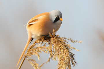 A close-up of a male bearded reedling (Panurus biarmicus) perched on a reed flower foraging for food. © VOLODYMYR KUCHERENKO
