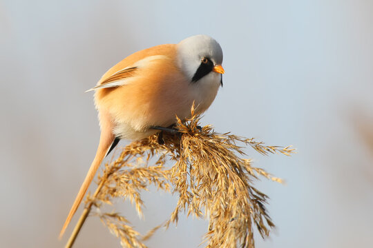 A close-up of a male bearded reedling (Panurus biarmicus) perched on a reed flower foraging for food.