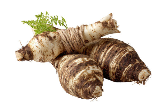 Fresh taro roots with green sprouts isolated on transparent background. Fresh organic taro roots with green shoots isolated on white background.