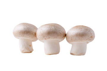 White button mushrooms isolated on transparent background. Three fresh button mushrooms arranged artfully isolated on white background.