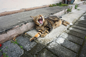 Side Profile of a Marbled Bengal Cat Walking Outdoors