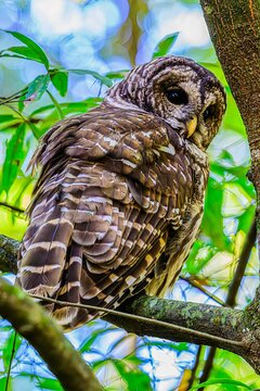 Barred Owl Perched on a Limb