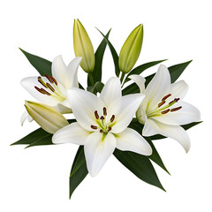 Obraz premium Beautiful white lily flowers with green leaves