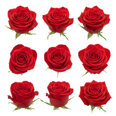 Fototapeta premium Beautiful red roses collection isolated on white background