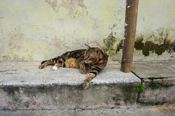 Side Profile of a Marbled Bengal Cat Walking Outdoors