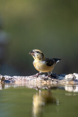 Obraz premium Common Crossbill (Loxia curvirostra) photographed in Spain