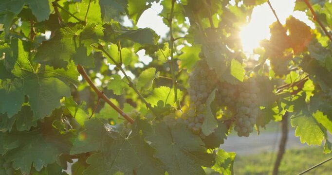 Yellow grapes hanging in a vineyard in the breeze, slider footage