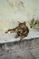 Side Profile of a Marbled Bengal Cat Walking Outdoors