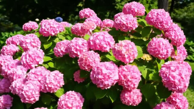 A vibrant bush of pink hydrangea flowers in full bloom, showcasing natural beauty and lush foliage.