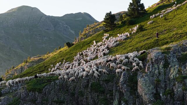 Large herd of sheep following a shepherd on a steep, grassy mountainside. Livestock grazing and moving along a rocky alpine pasture at sunset