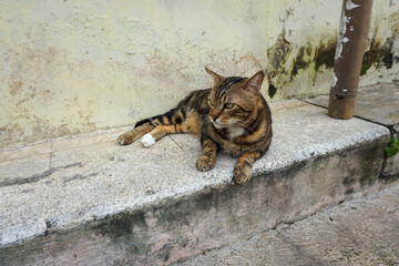 Side Profile of a Marbled Bengal Cat Walking Outdoors
