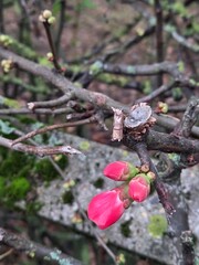 Quince apple tree blossom