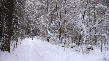 A winter walk through a snowy forest. A lone female figure with trekking poles walks along an eco-trail surrounded by trees and shrubs covered in snow.