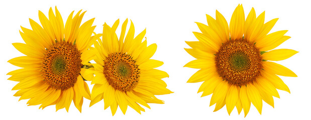 Sunflower isolated on a white background
