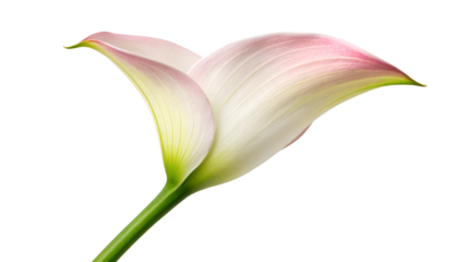 Beautiful pink and white lily blossoms with delicate petals isolated on white background, showcasing natural spring flora and garden beauty in a macro closeup
