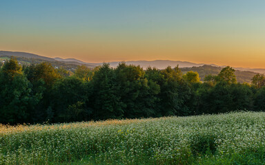 Obraz premium A broad field of small white wildflowers stretches toward a dark green treeline, with soft warm sky at sunset. Natural background with copy space, ideal for wellness, ecology, and seasonal landscapes.