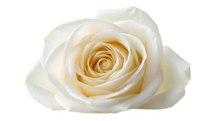 A beautiful macro closeup of a single white rose isolated on white, showcasing delicate petals and natural floral beauty as a romantic gift for a wedding or Valentine