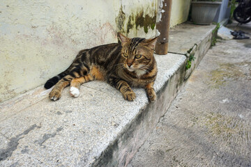 Side Profile of a Marbled Bengal Cat Walking Outdoors