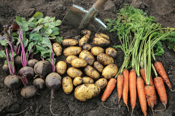 Autumn harvest of fresh raw carrot, beetroot and potatoes on soil ground in garden close up. Harvesting organic vegetables with shovel