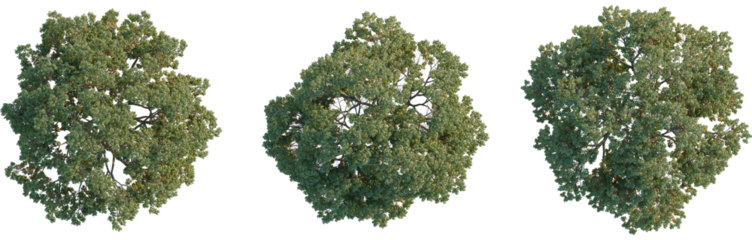 Ulmus americana tree plan, top view, cutout, 4k png, isolate, Good for architectural visualization, Three lush green trees with dense foliage on transparent background