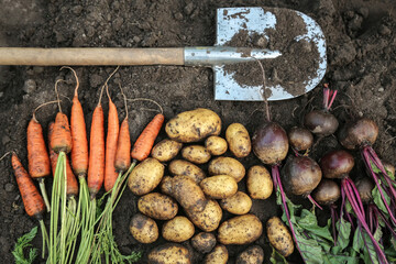Autumn harvest of fresh raw vegetables carrot, beetroot and potatoes on soil ground with shovel in garden, top view. Bunch organic vegetable background texture