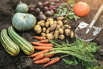 Autumn harvest of vegetables, farming. Bunch of organic beetroot and carrot, freshly harvested potato, pumpkin and zucchini on soil ground in garden in sunlight