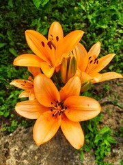 Beautiful orange lilies in full bloom with green foliage and soil background in summer