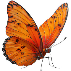 Butterfly isolated on white background