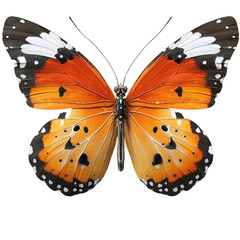 Butterfly isolated on white background