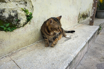 Side Profile of a Marbled Bengal Cat Walking Outdoors