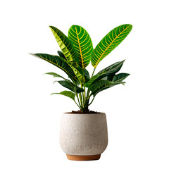 Indoor plant with vibrant green leaves in pot
