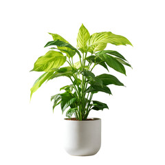 Indoor plant with vibrant green leaves in pot