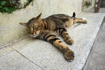 Side Profile of a Marbled Bengal Cat Walking Outdoors