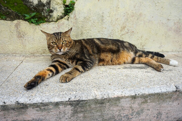 Side Profile of a Marbled Bengal Cat Walking Outdoors