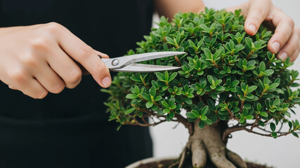 Hands trimming bonsai plant and shaping foliage with scissors  