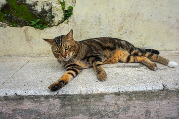 Side Profile of a Marbled Bengal Cat Walking Outdoors