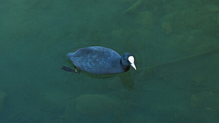 A coot floats serenely on the surface of a clear, greenish body of water, showcasing its distinctive black plumage and white frontal shield. The water reveals submerged rocks and vegetation