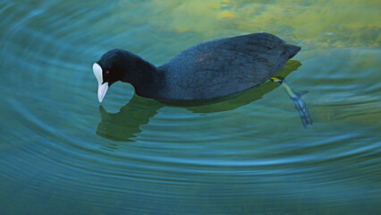 A black coot swims gracefully on a serene water surface, creating gentle ripples. Its striking white beak contrasts with its dark plumage, while its webbed feet are partially submerged