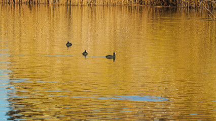 Three coots gracefully swim across the sparkling water, reflecting the golden tones of the surrounding reeds. The silence of this scene evokes a sense of calm and harmony in nature