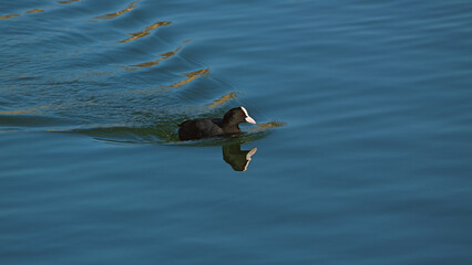 A black coot swims gracefully across a serene body of water, creating gentle ripples. Its reflection shimmers in the calm, blue surface, highlighting its distinctive white facial markings