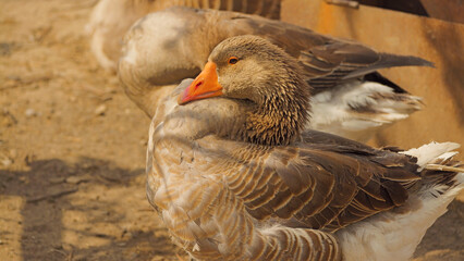 A close-up of a grey goose resting on the ground, showcasing its distinct feathers and vibrant orange beak. The background features hints of other geese and earthy tones