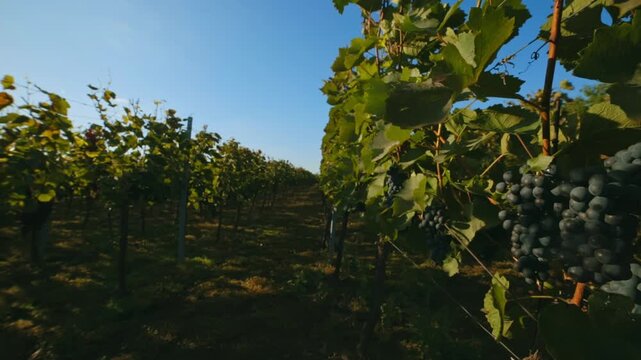 Rows of vineyards with blue grapes at sunset