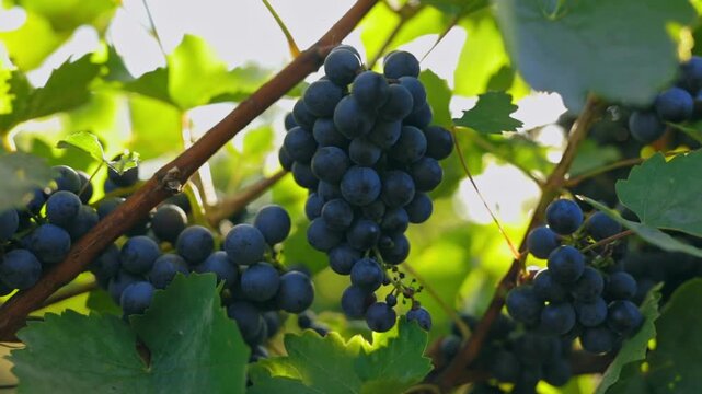 Ripe blue grapes in a vineyard in strong backlight as the breeze blows