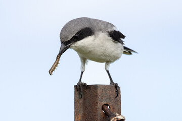 Insect eating bird with a caterpillar catch