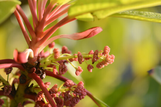 Description Macro view showing the contrast between the dark green upper leaf, glaucous white underside, and vibrant red petioles of the Daphniphyllum tree. Authentic photography, not AI generated.