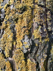 The bark of a tree. The texture. Details.